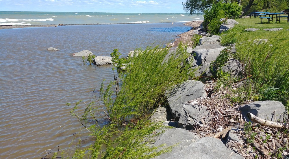 Cottonwood and willows help stabilize the shoreline along New York's Great Lakes shoreline. (Photo by Roy L. Widrig/New York Sea Grant)